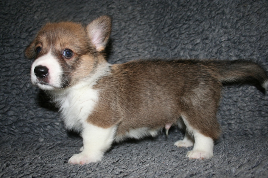 Puppies